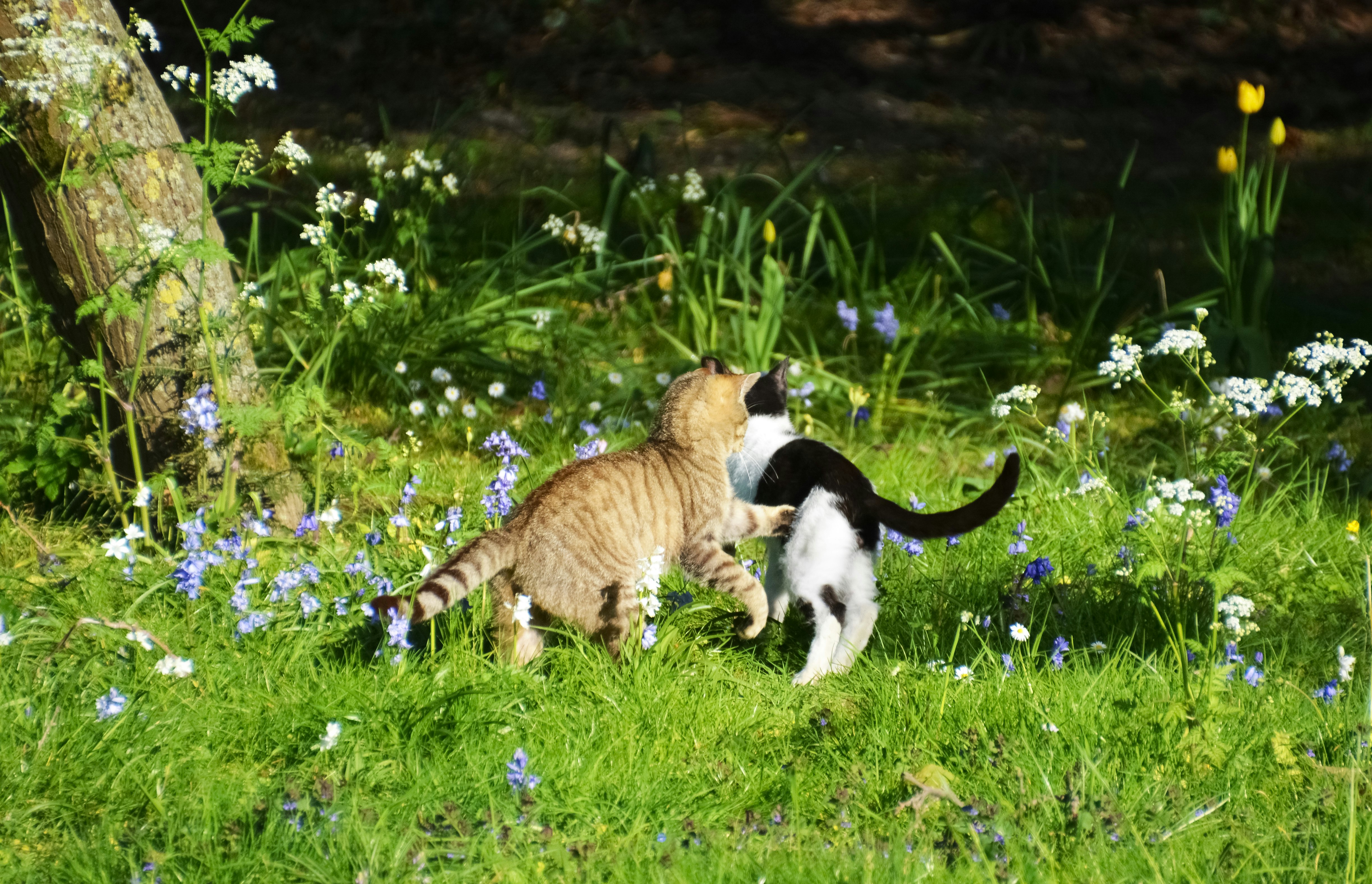 brown and black cat and black and white cat on green grass field during daytime